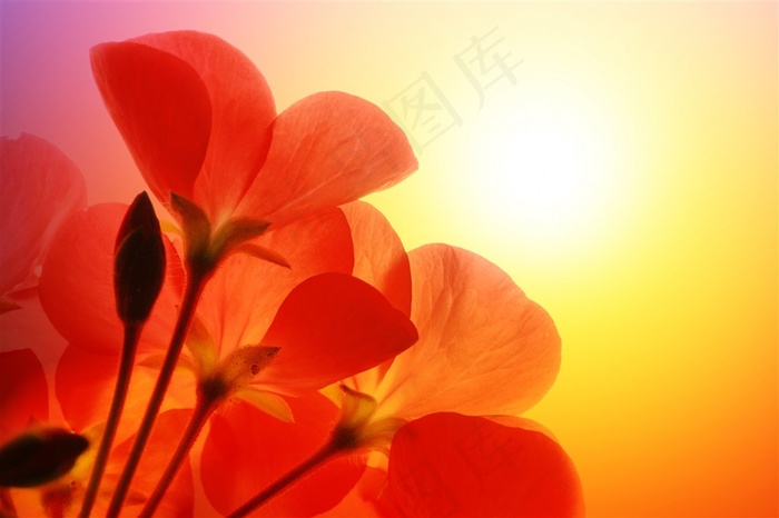 花朵植物花卉鲜花