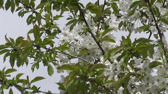 开花, 花朵, 树, 花瓣, 风