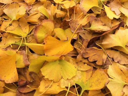 秋日秋天黄色树叶落叶枫叶