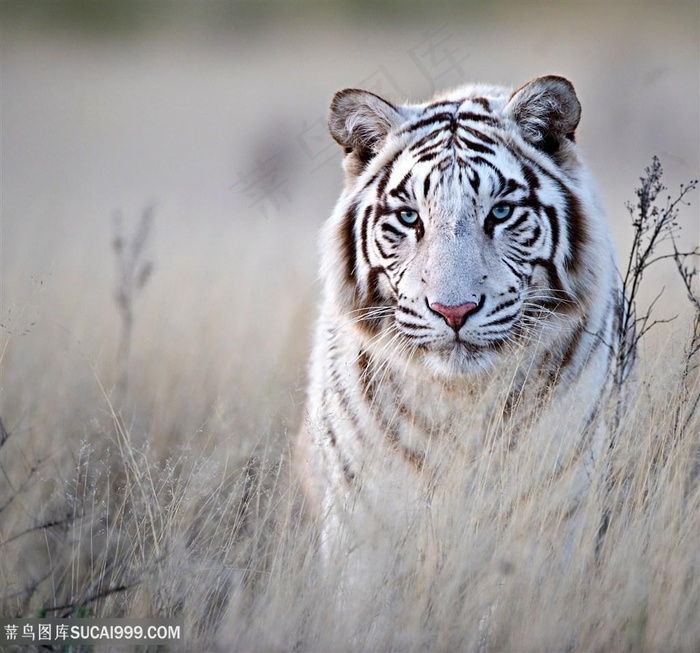 唯美野生动物白虎图片