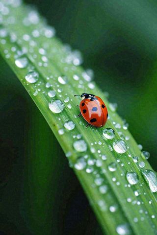 春夏雨天雨水七星瓢虫叶子，昆虫，小暑大暑白露雨水谷雨摄影图