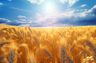 蓝天白云阳光明媚的金黄麦田