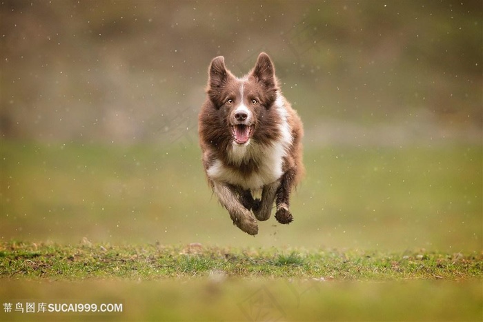奔跑的宠物狗狗图片