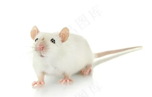 可爱的小白鼠动物素材图片