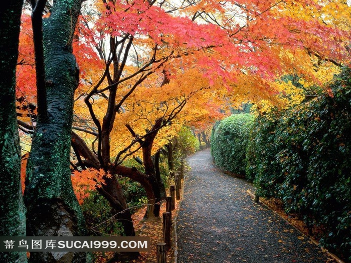 秋天树林中的小路