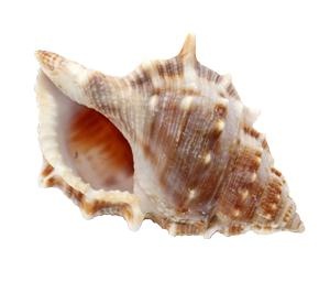 海螺 PNG免抠(300x256)