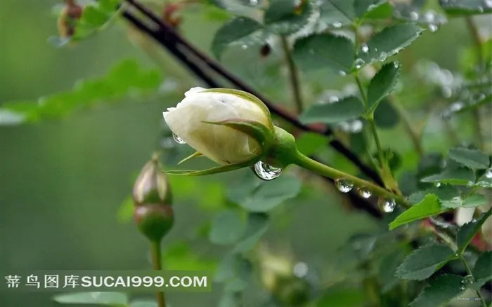 纯洁高贵的白玫瑰写真大图