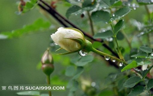 纯洁高贵的白玫瑰写真大图