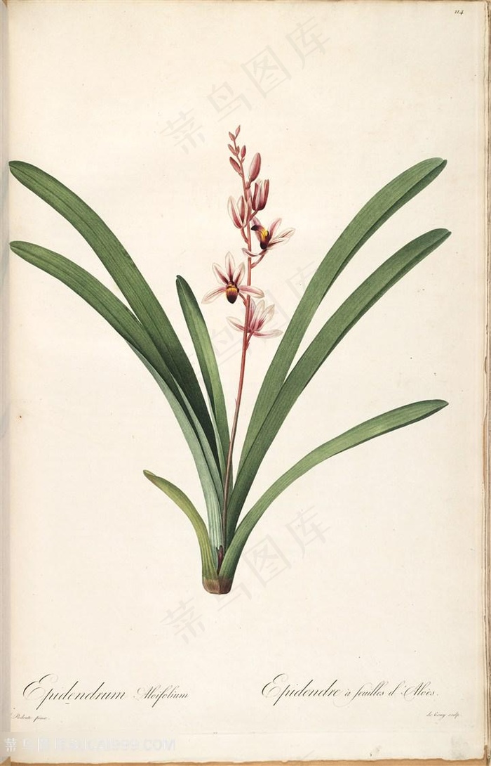 雷杜德原版高清花草唯美花卉花束水彩插画