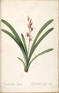 雷杜德原版高清花草唯美花卉花束水彩插画