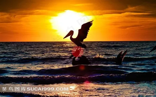 夕阳西下海面上的水鸟素材