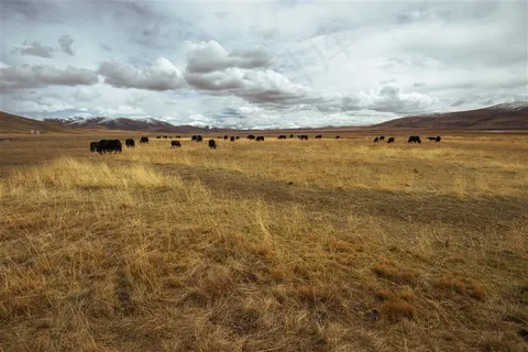 青海玉树隆宝自然保护区牦牛
