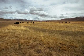 青海玉树隆宝自然保护区牦牛