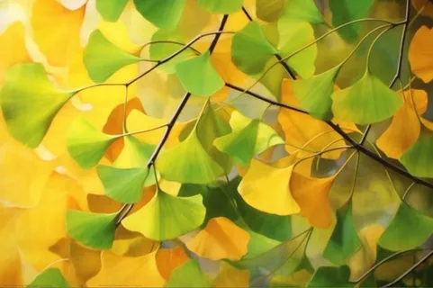 秋天银杏叶背景