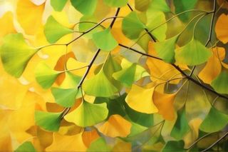 秋天银杏叶背景