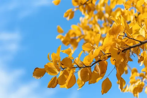 晴朗蓝色天空下的黄色树枝树叶摄影图 晴朗蓝色天空下的黄色树枝树叶摄影图