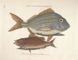 高清水彩鱼时尚插画