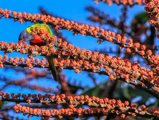 浆果上的鹦鹉自然 绿色 果