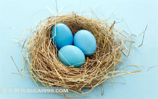 鸟窝鸟蛋素材图片
