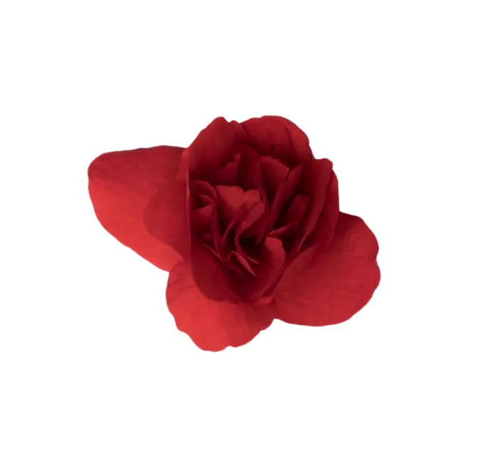 鲜花玫瑰免扣素材
