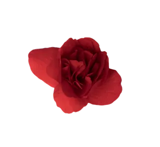 鲜花玫瑰免扣素材