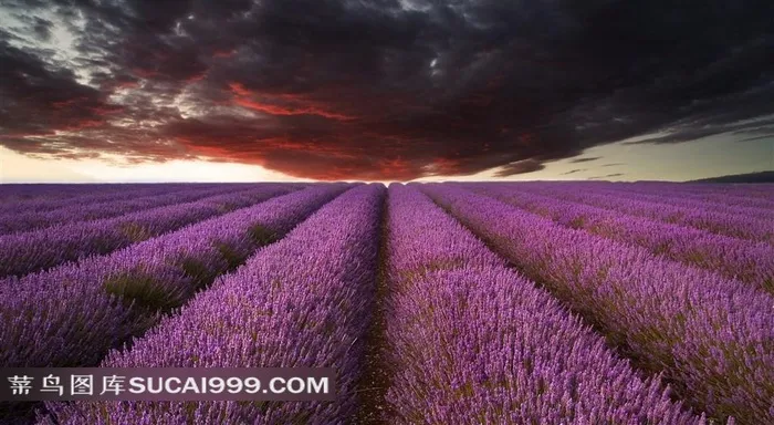 紫色薰衣草花海图片