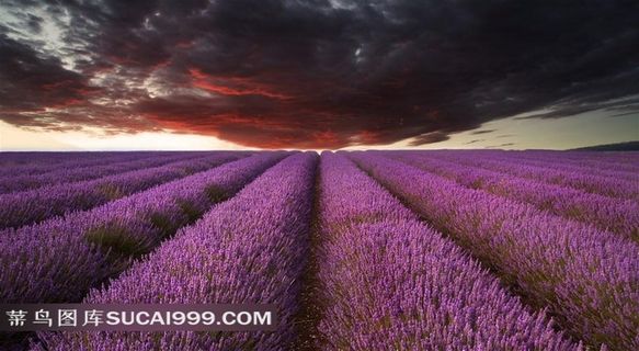 紫色薰衣草花海图片