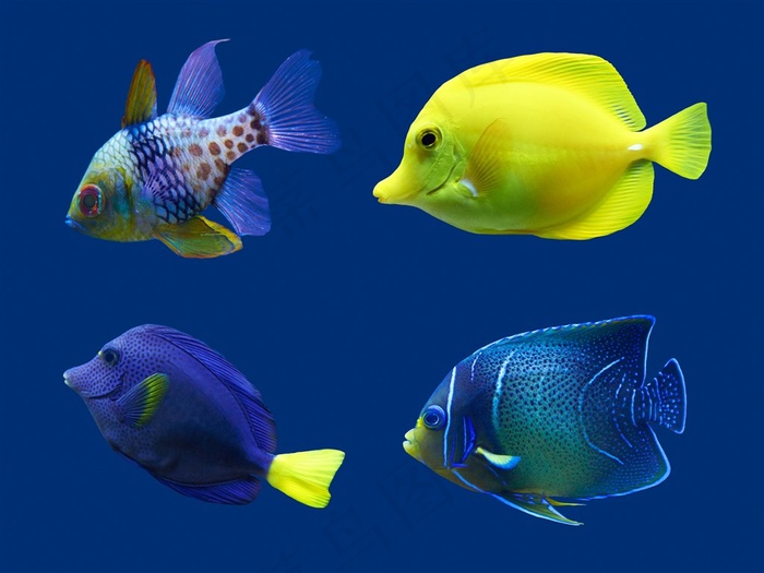 彩色的海洋鱼类高清素材大图