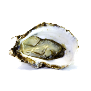 螺贝类带壳类(71)海鲜超市商品红酒白底图免抠实物摄影png格式图片透明底