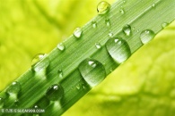 唯美树叶水珠水滴