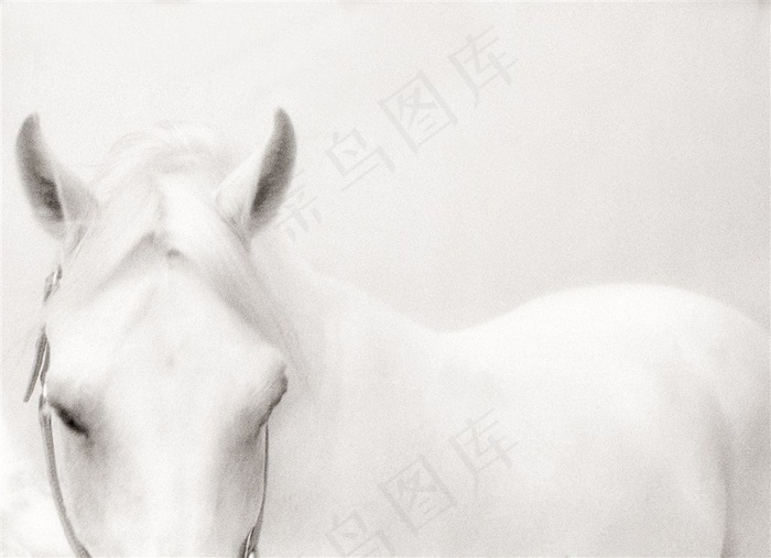 白色背景下的白马高清摄影