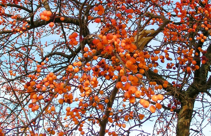 天空下的水果树