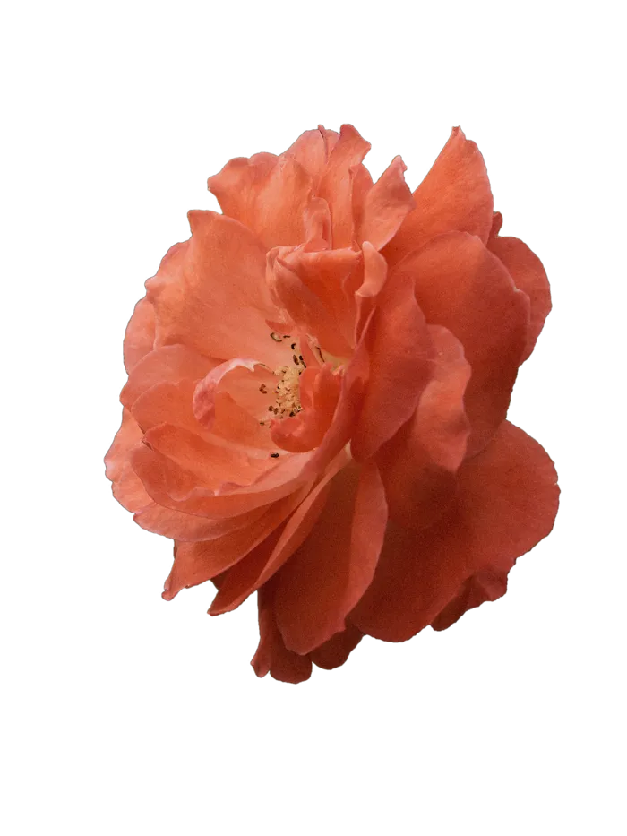 花朵|花卉|花瓣|向日葵|菊|百合|玫瑰|荷花|