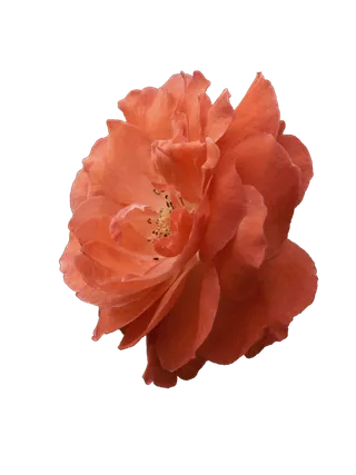 花朵|花卉|花瓣|向日葵|菊|百合|玫瑰|荷花|