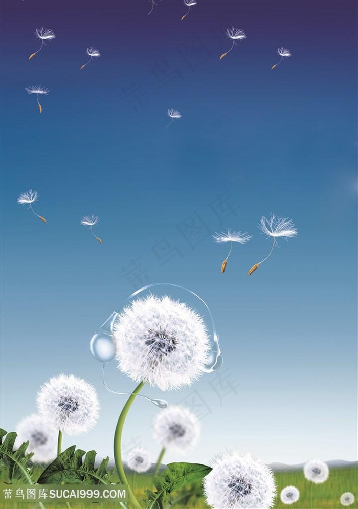 唯美高清蒲公英图片