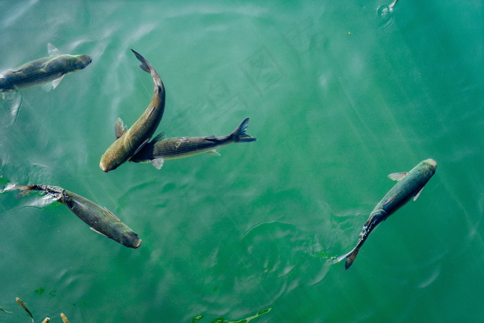 池塘养锦鲤鱼图片欣赏