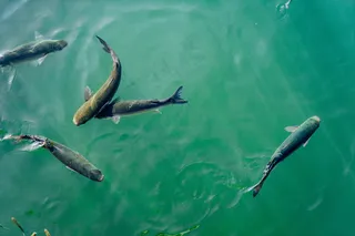 池塘养锦鲤鱼图片欣赏