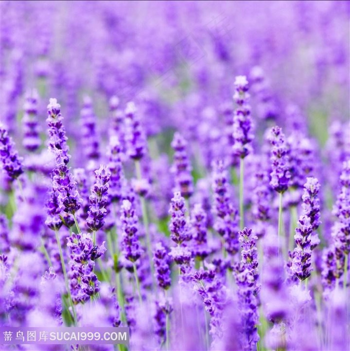 唯美薰衣草唯美花卉图片