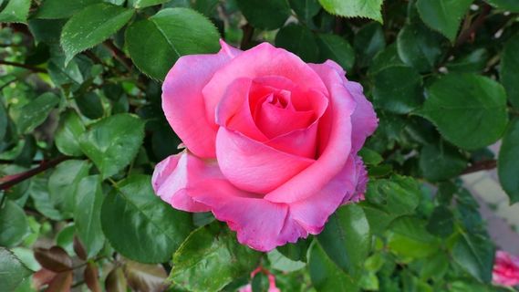 鲜艳玫瑰花朵图片