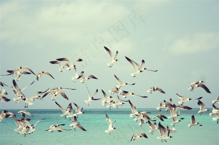 一群海鸥图片