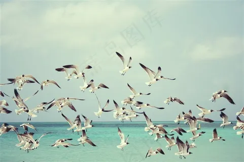 一群海鸥图片