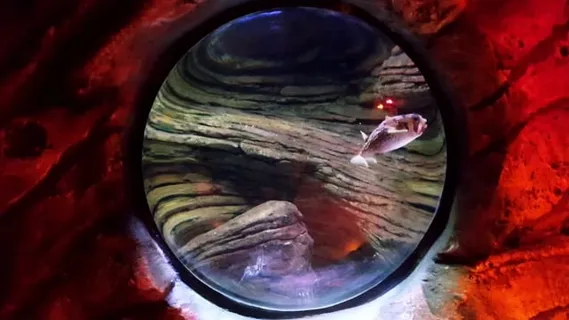 水族馆, 鱼, 乐趣, 鱼摆, 自然, 水, 贝尔玻璃