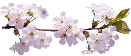 樱花 PNG免抠(2354x1009)