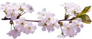 樱花 PNG免抠