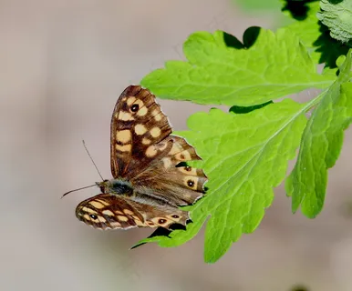 美眼蛱蝶图片 美眼蛱蝶图片