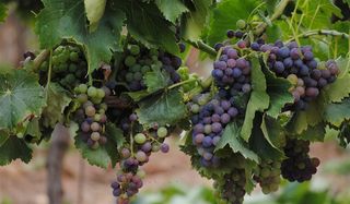 采摘的树枝葡萄