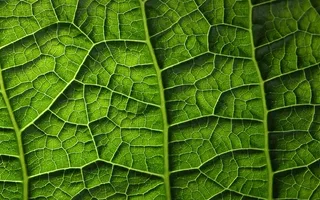 树叶经脉特写背景高清图片
