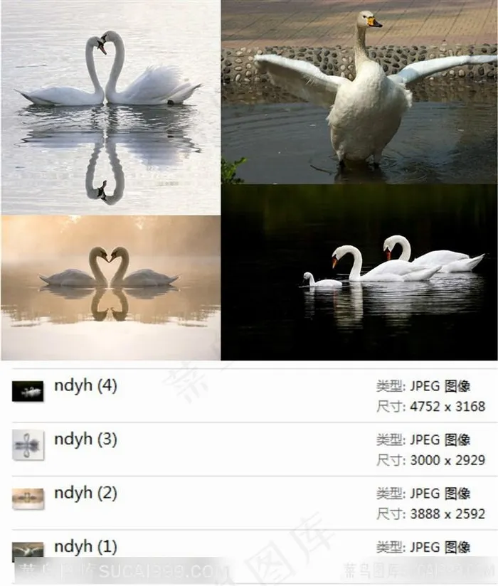 白鹅高清素材