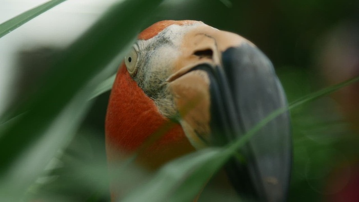 环顾四周的火烈鸟的肖像