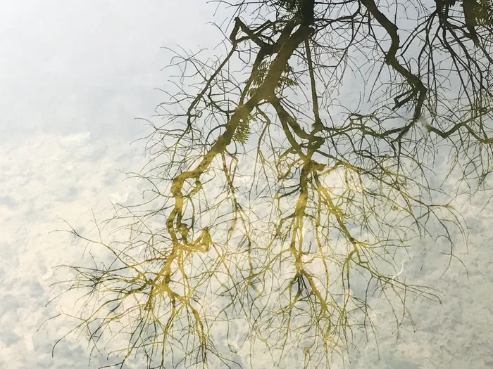 特写枯树倒影蓝天白云